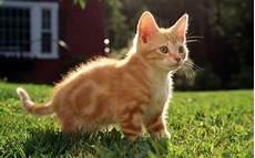 自制猫咪玩具纸箱子