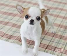 班吉狗狗现状